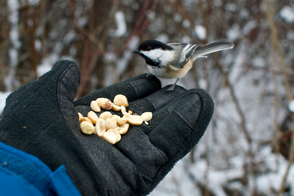 Chickadee feeding