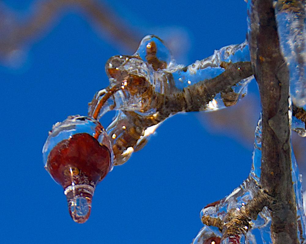 Ice encased branch