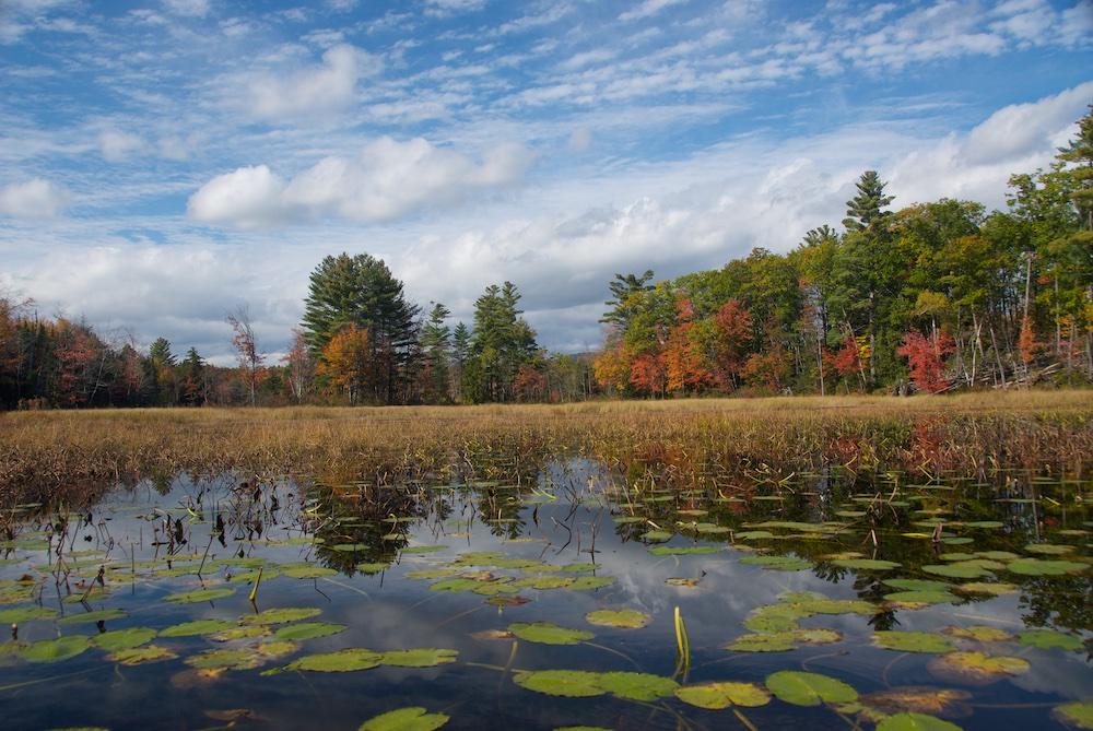 Pond in fall